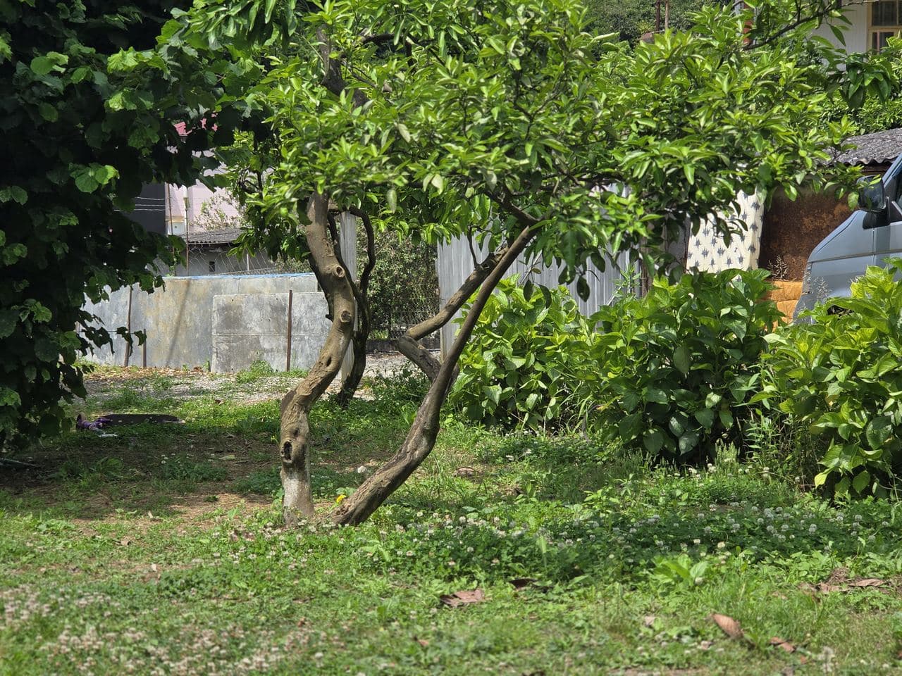Green Corner, Гагра — фото 4
