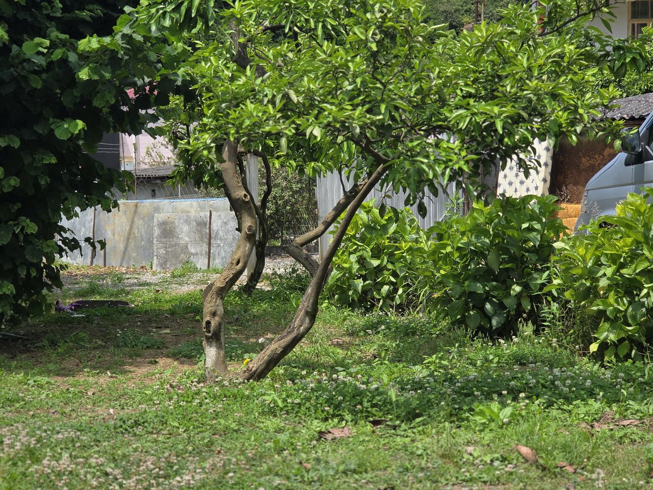 Green Corner, Гагра — фото 4