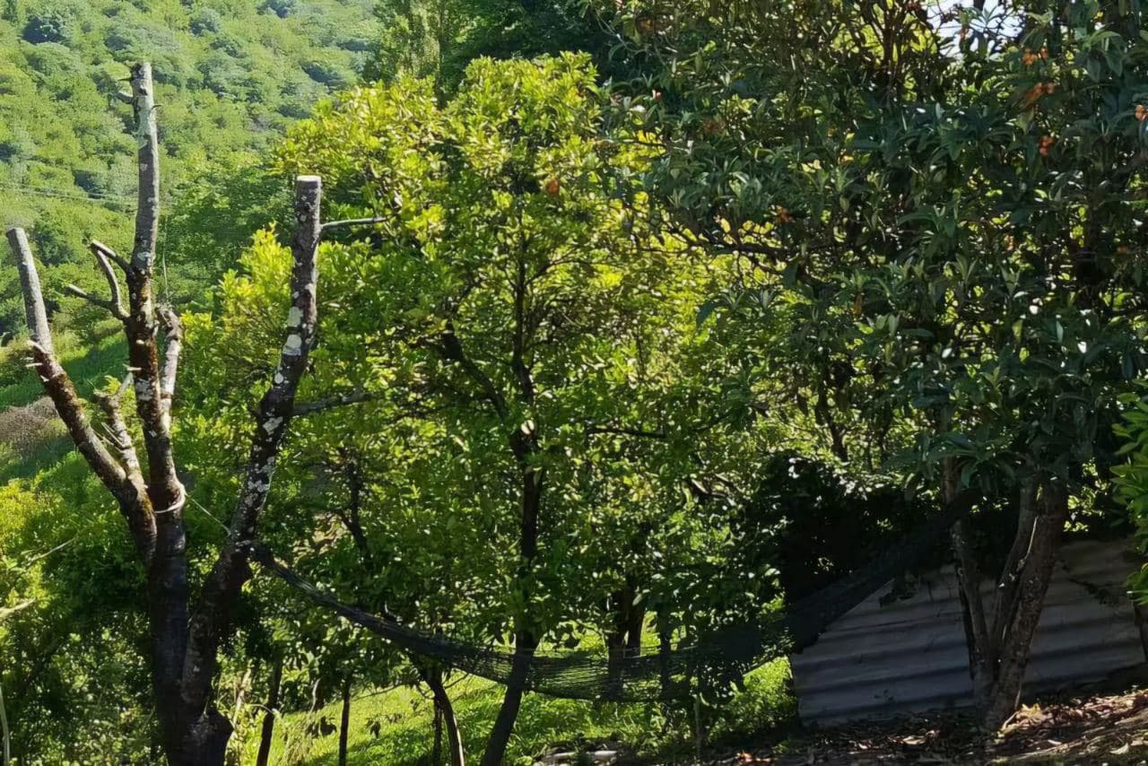 У Ашота и Джульетты., Гудаута — фото 10