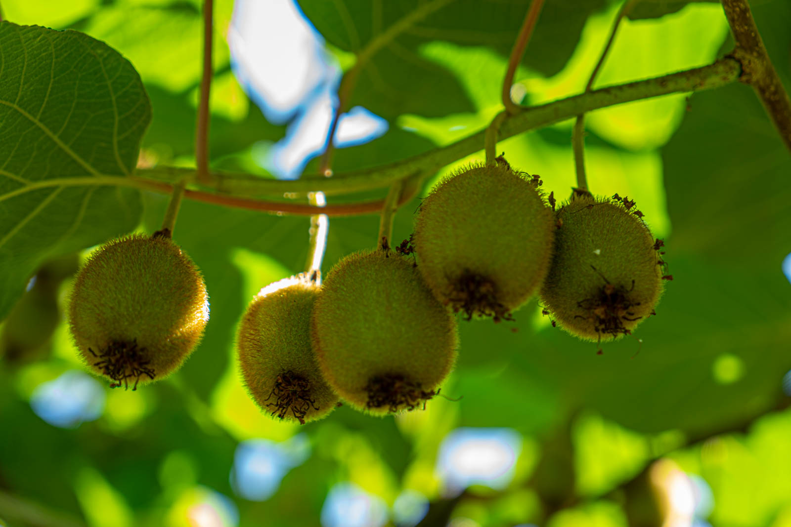 Гостевой дом Оксана, Пицунда — фото 11