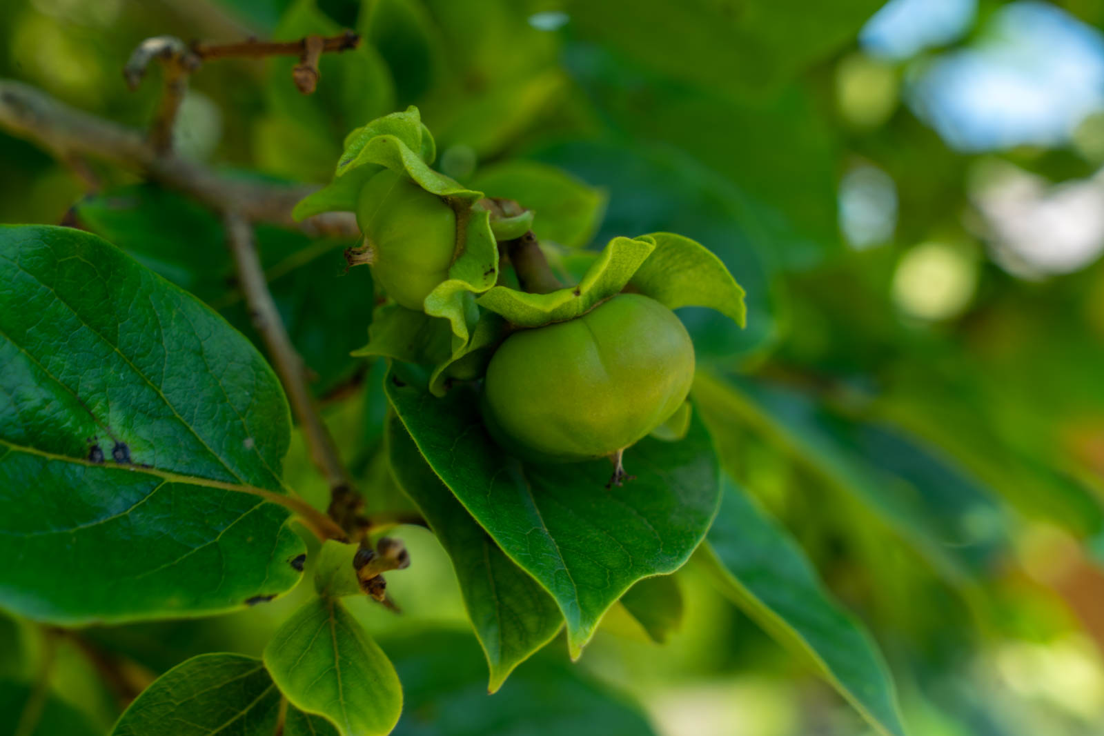 Гостевой дом Оксана, Пицунда — фото 6