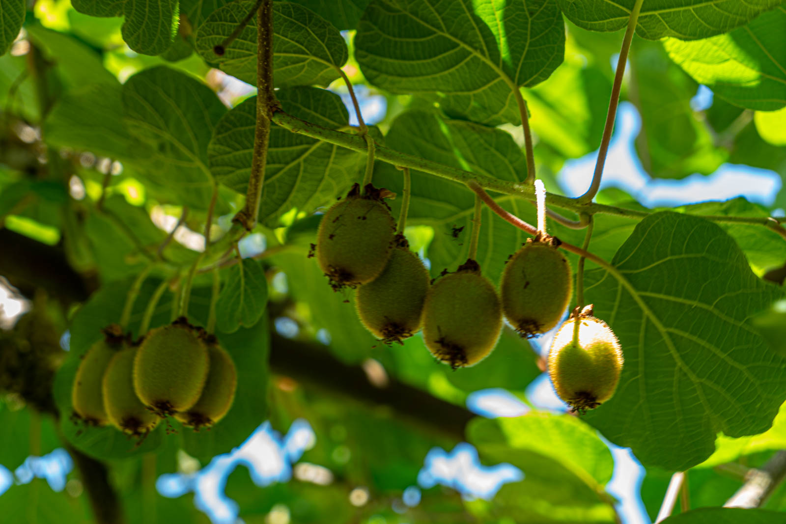 Гостевой дом Оксана, Пицунда — фото 18