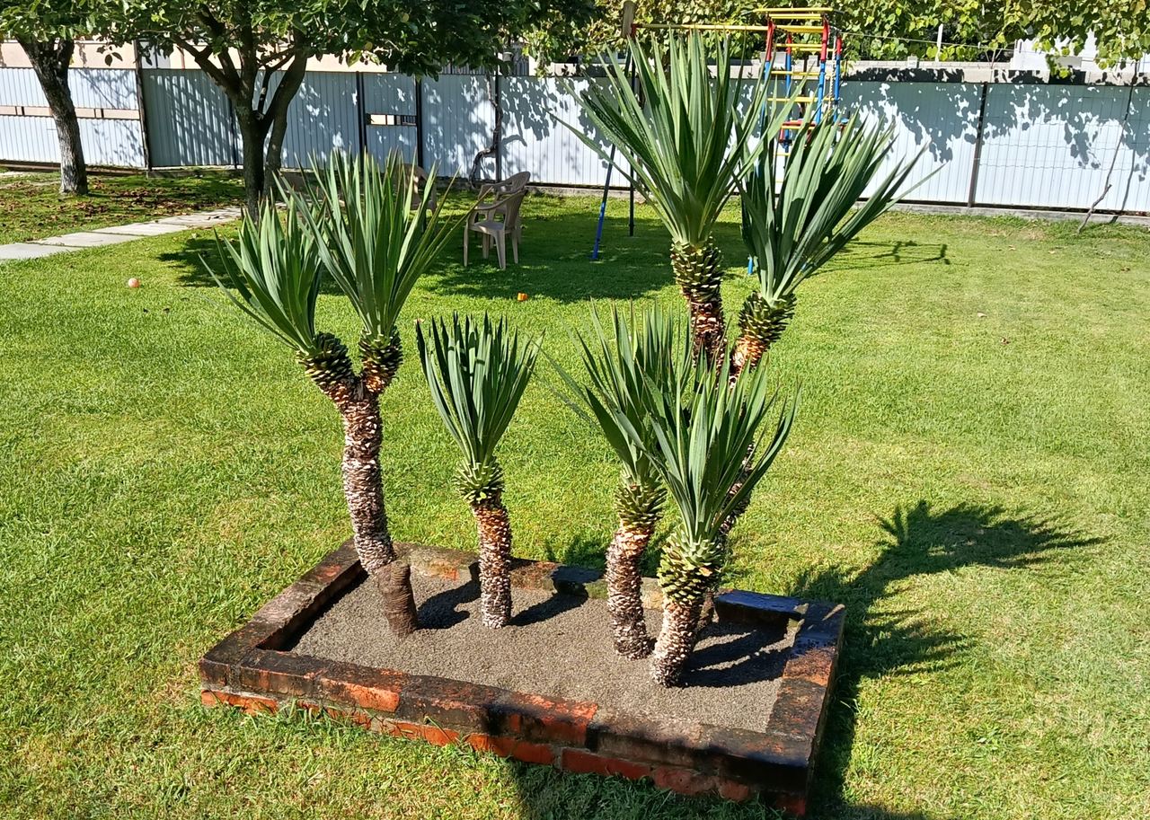 Гостевой дом Оксана, Пицунда — фото 13