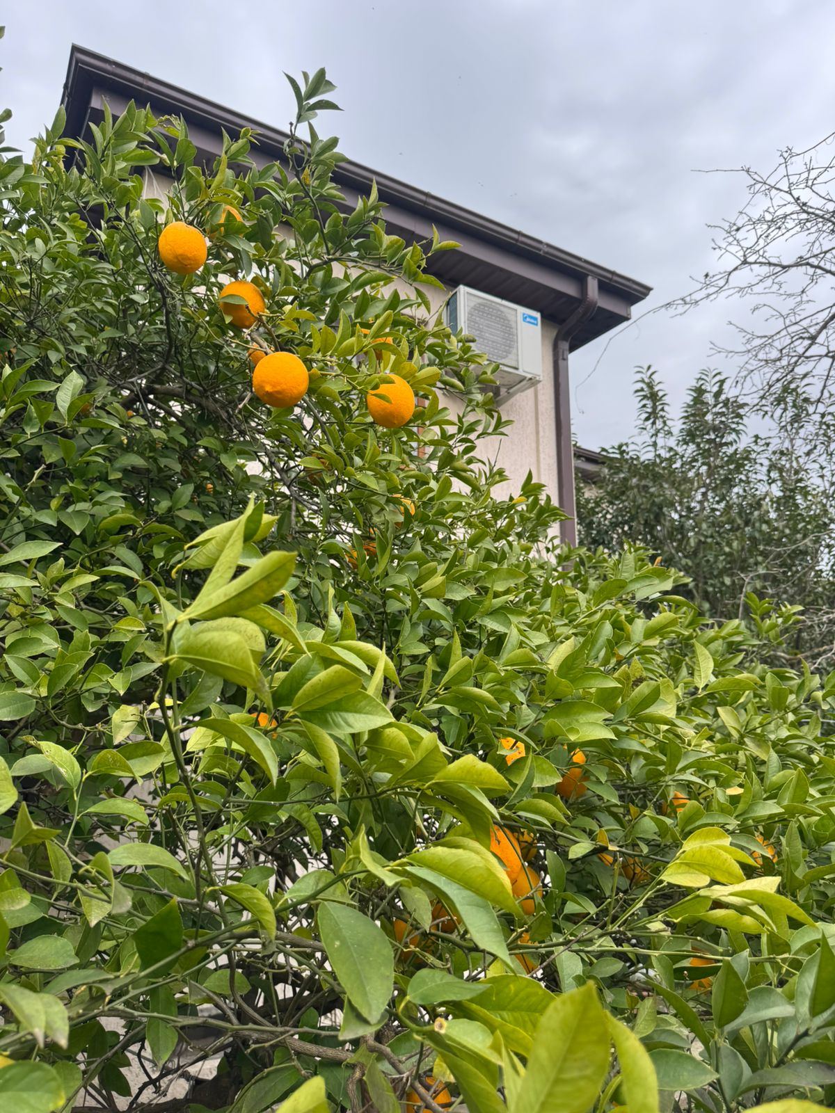 Вилла Абахча, Гудаута — фото 5