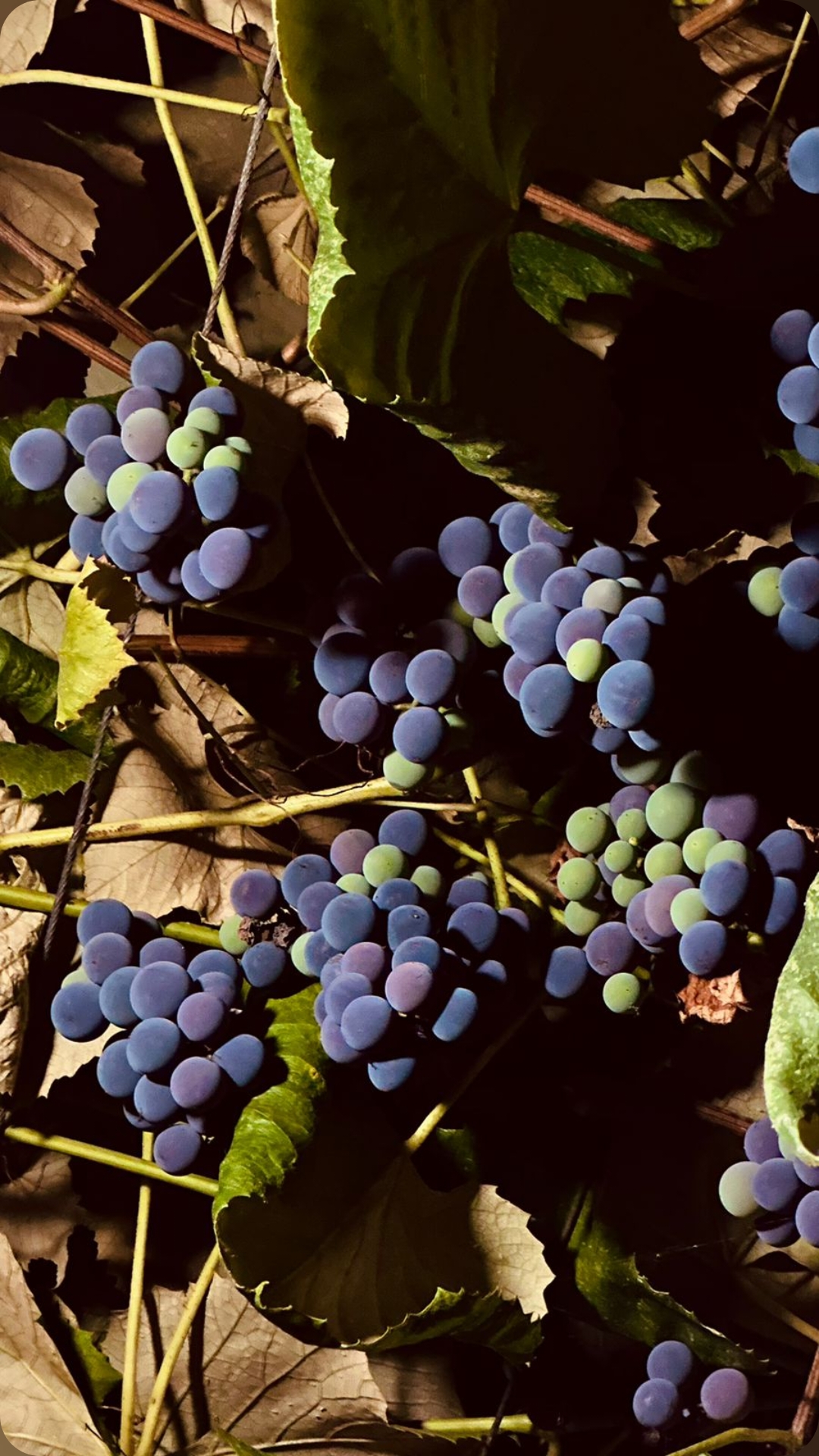 House Diamond, Гудаута — фото 3