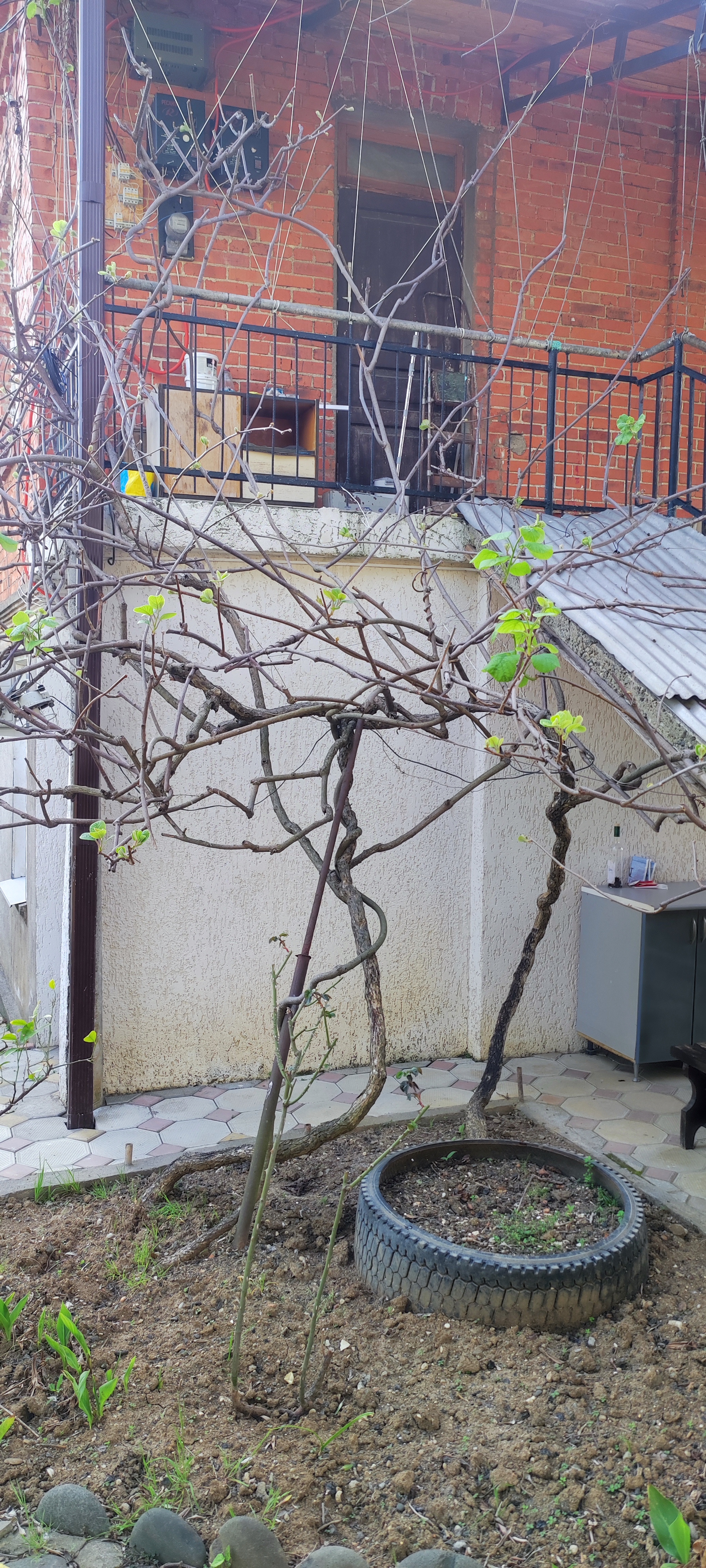 У Мирославы и Аарона, Гагра — фото 2