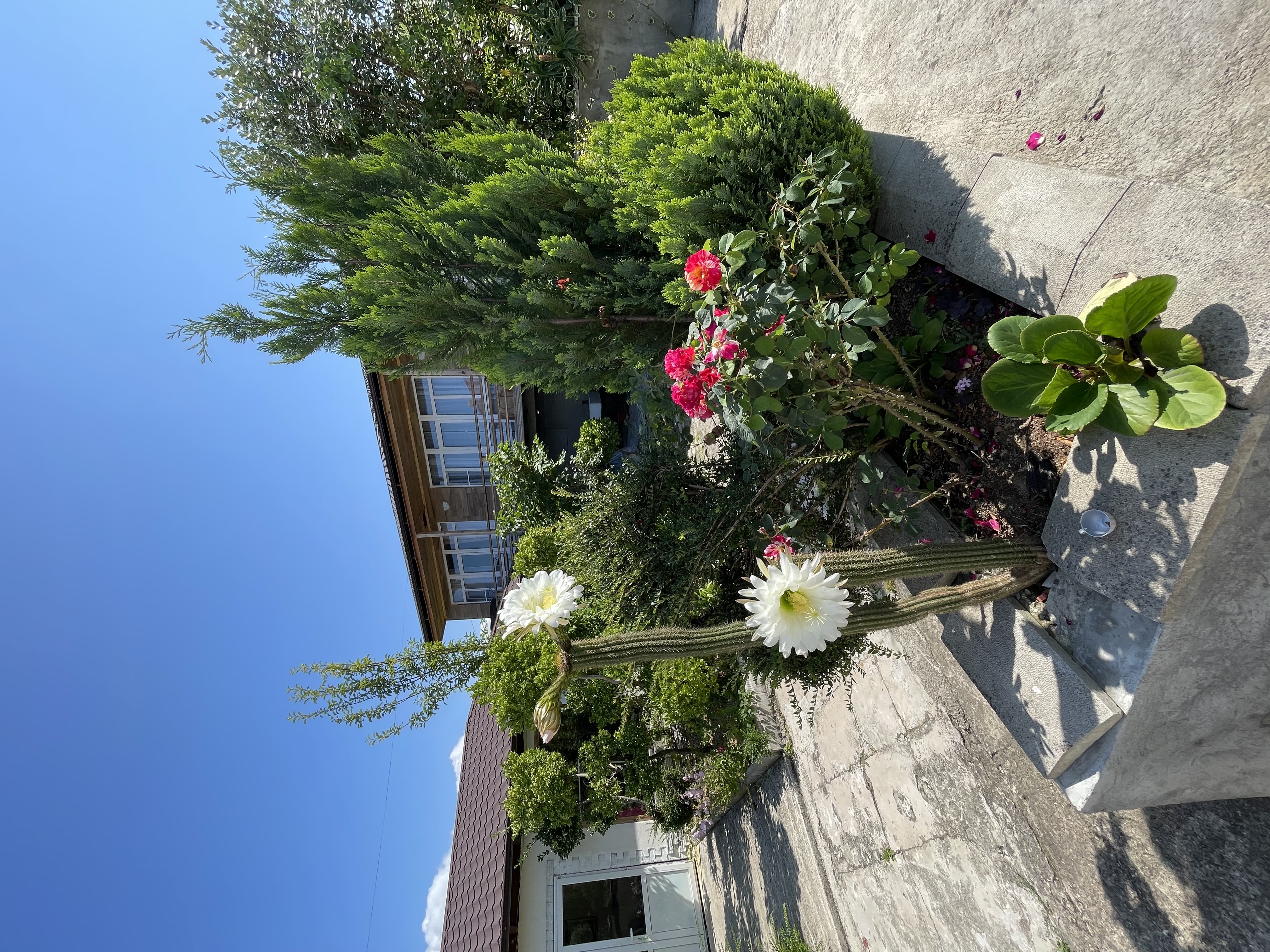 Гостевой дом Леона, Гудаута — фото 19