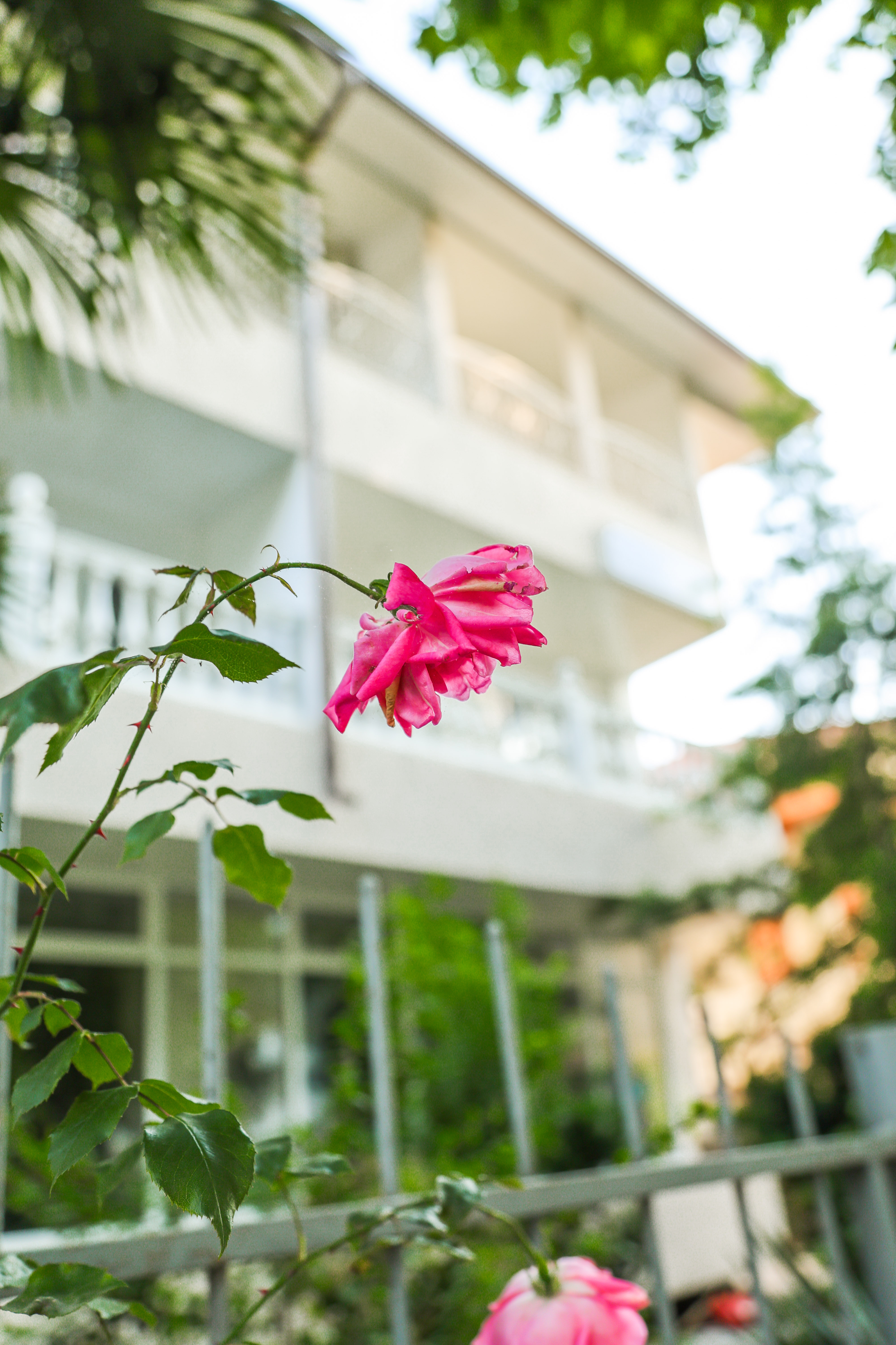 Отель Сабина, Гагра — фото 13