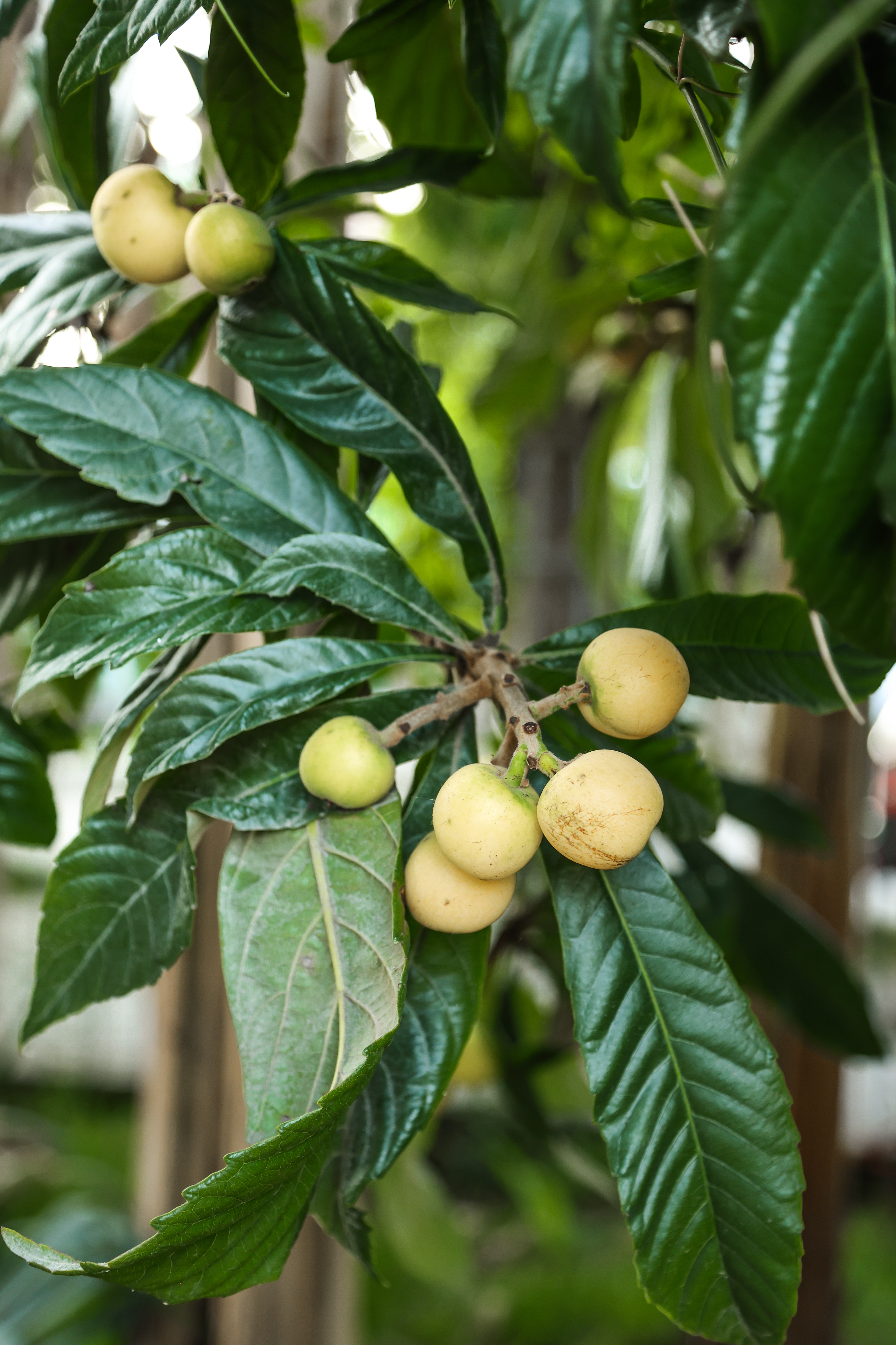 Отель Сабина, Гагра — фото 10