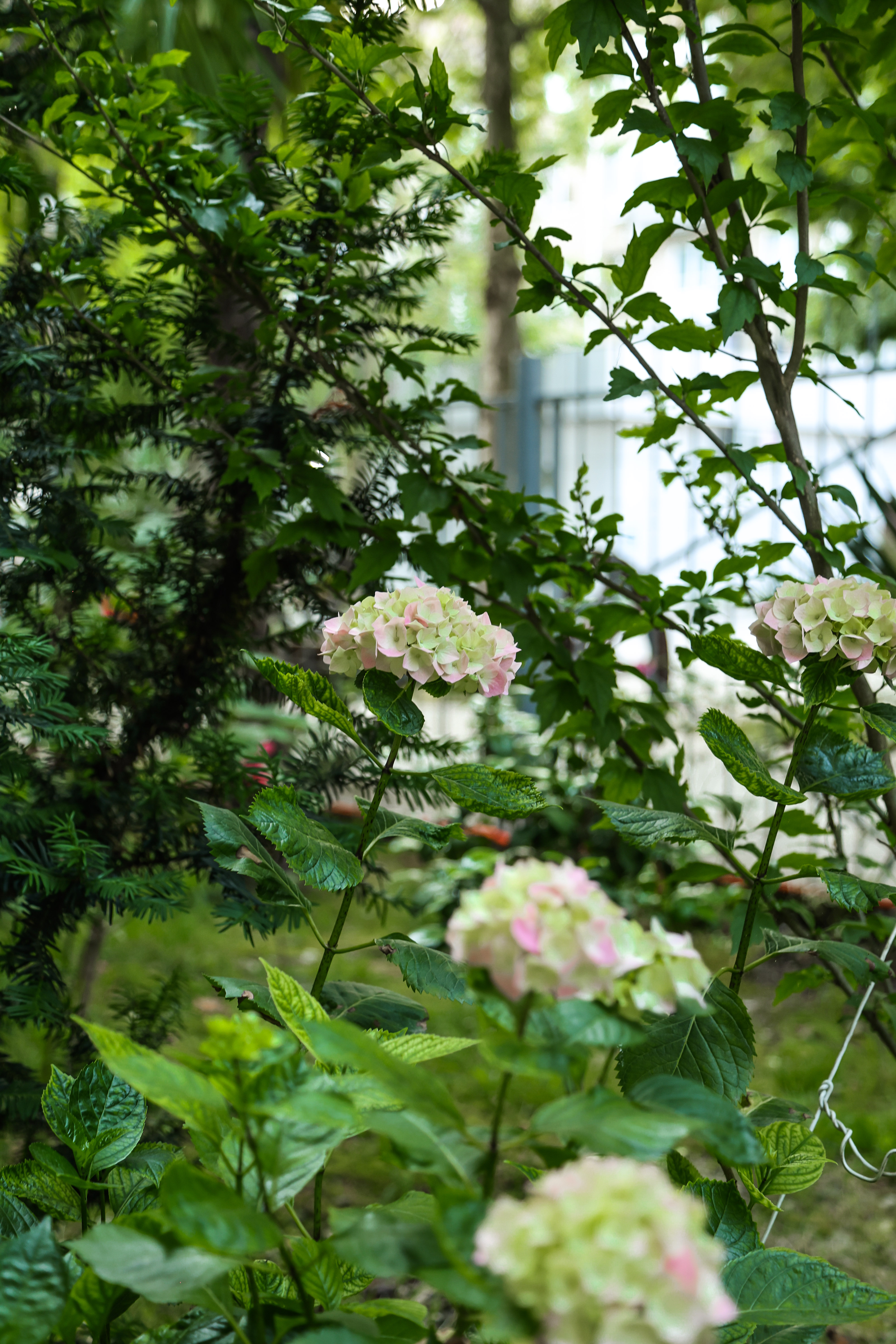 Отель Сабина, Гагра — фото 11