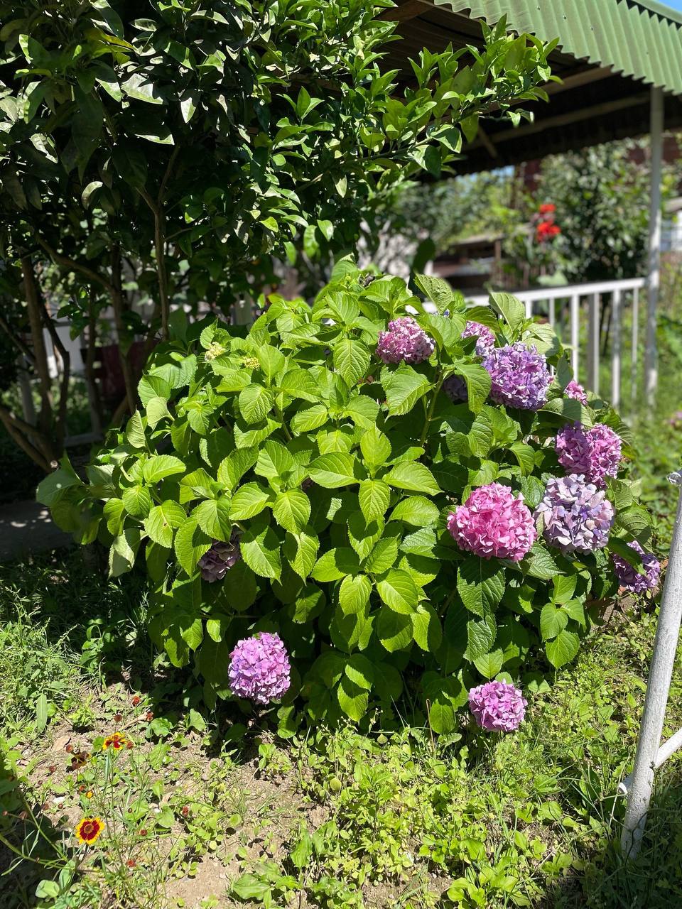 Мандаринка, Очамчыра — фото 13