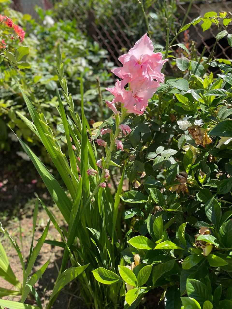 Мандаринка, Очамчыра — фото 14