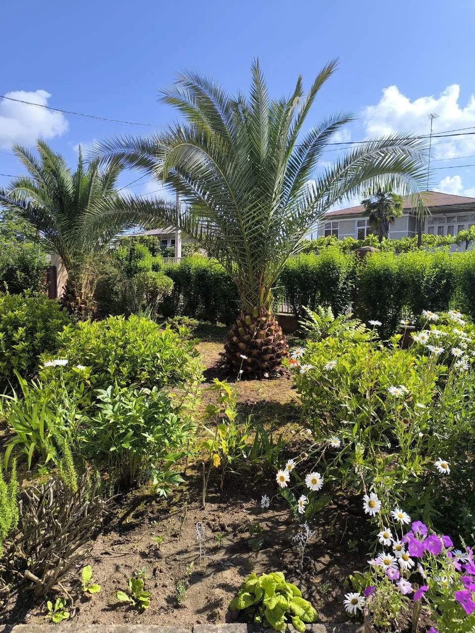 Мандаринка, Очамчыра — фото 3