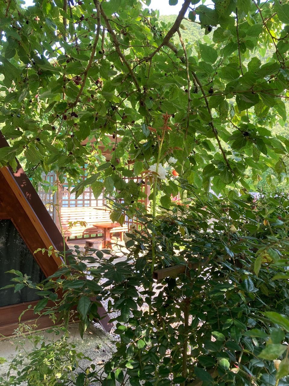 ЭКО-Глэмпинг БУНГАЛО, Гагра — фото 18