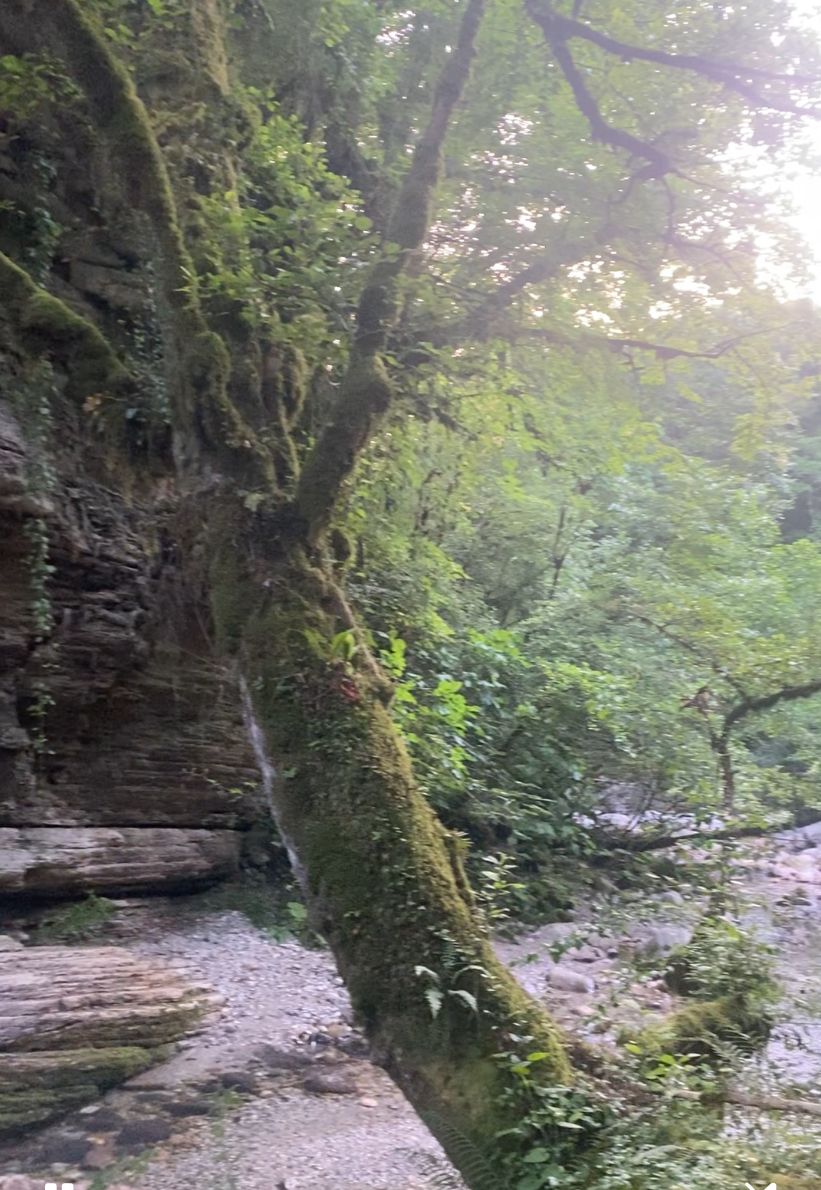 ЭКО-Глэмпинг БУНГАЛО, Гагра — фото 170