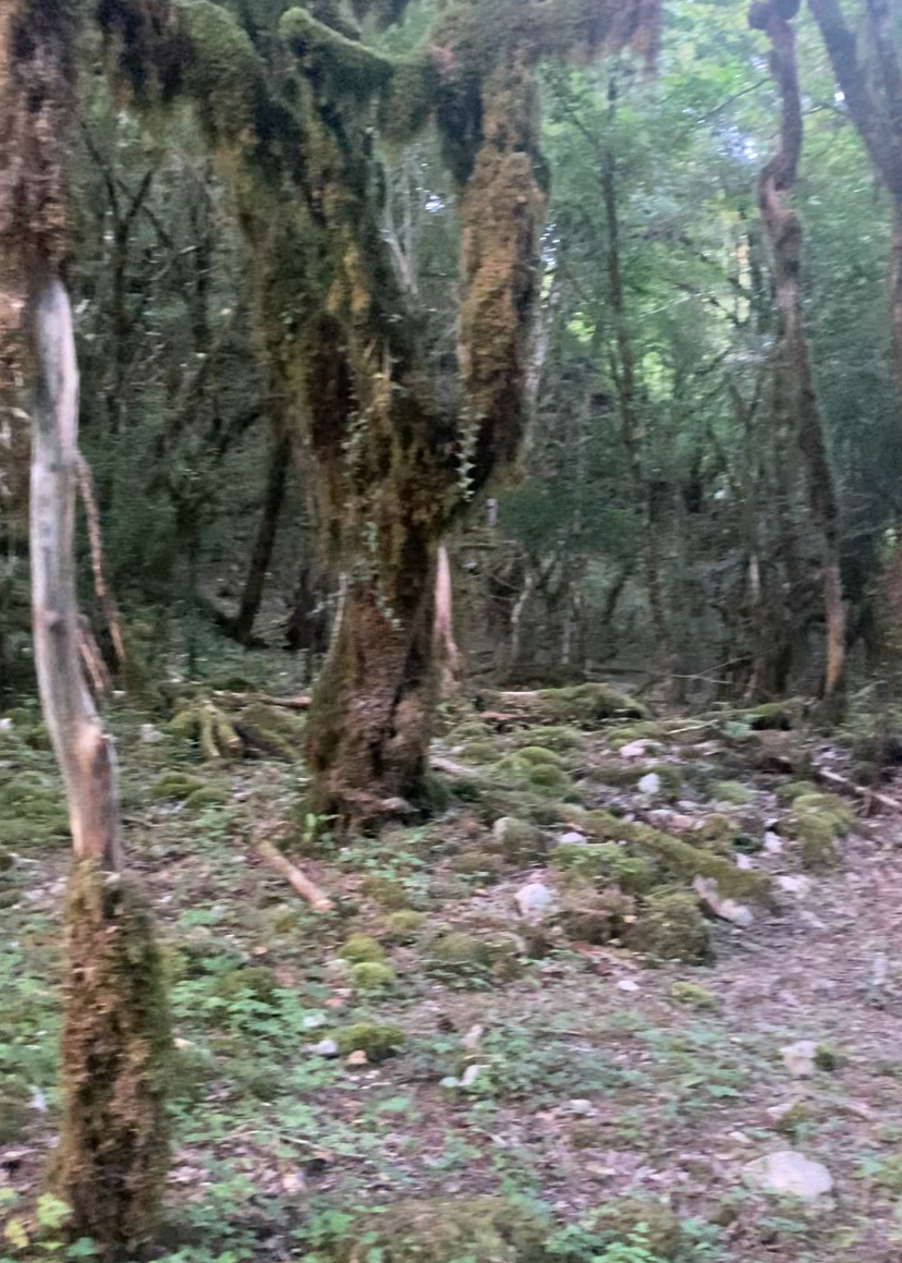 ЭКО-Глэмпинг БУНГАЛО, Гагра — фото 171