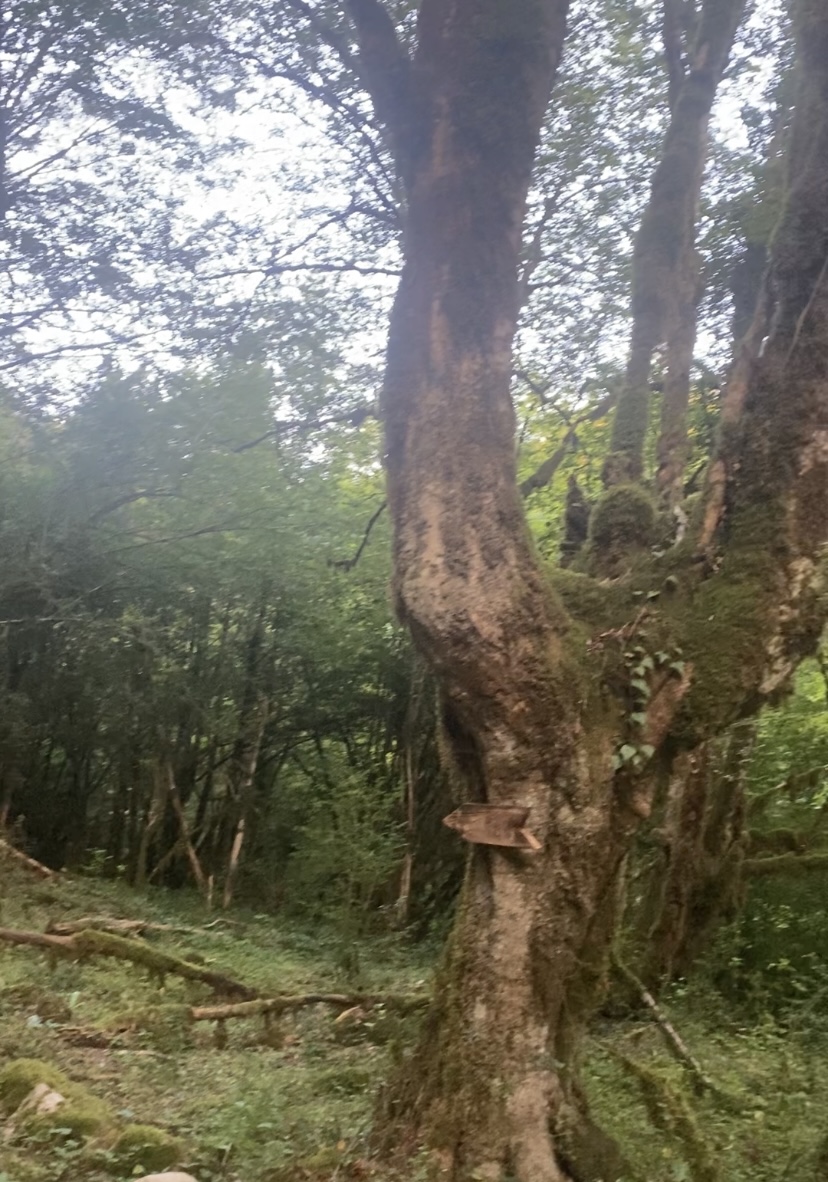 ЭКО-Глэмпинг БУНГАЛО, Гагра — фото 173