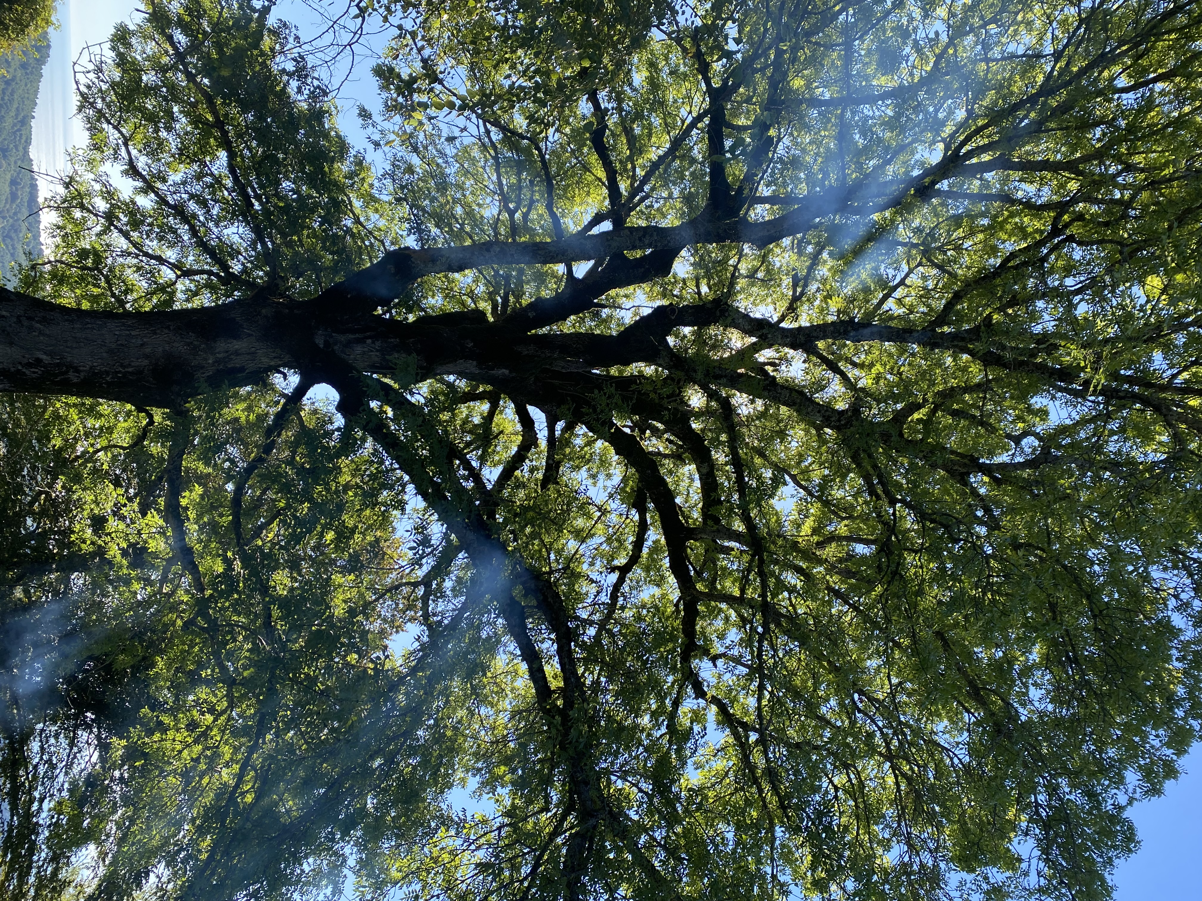 ЭКО-Глэмпинг БУНГАЛО, Гагра — фото 86