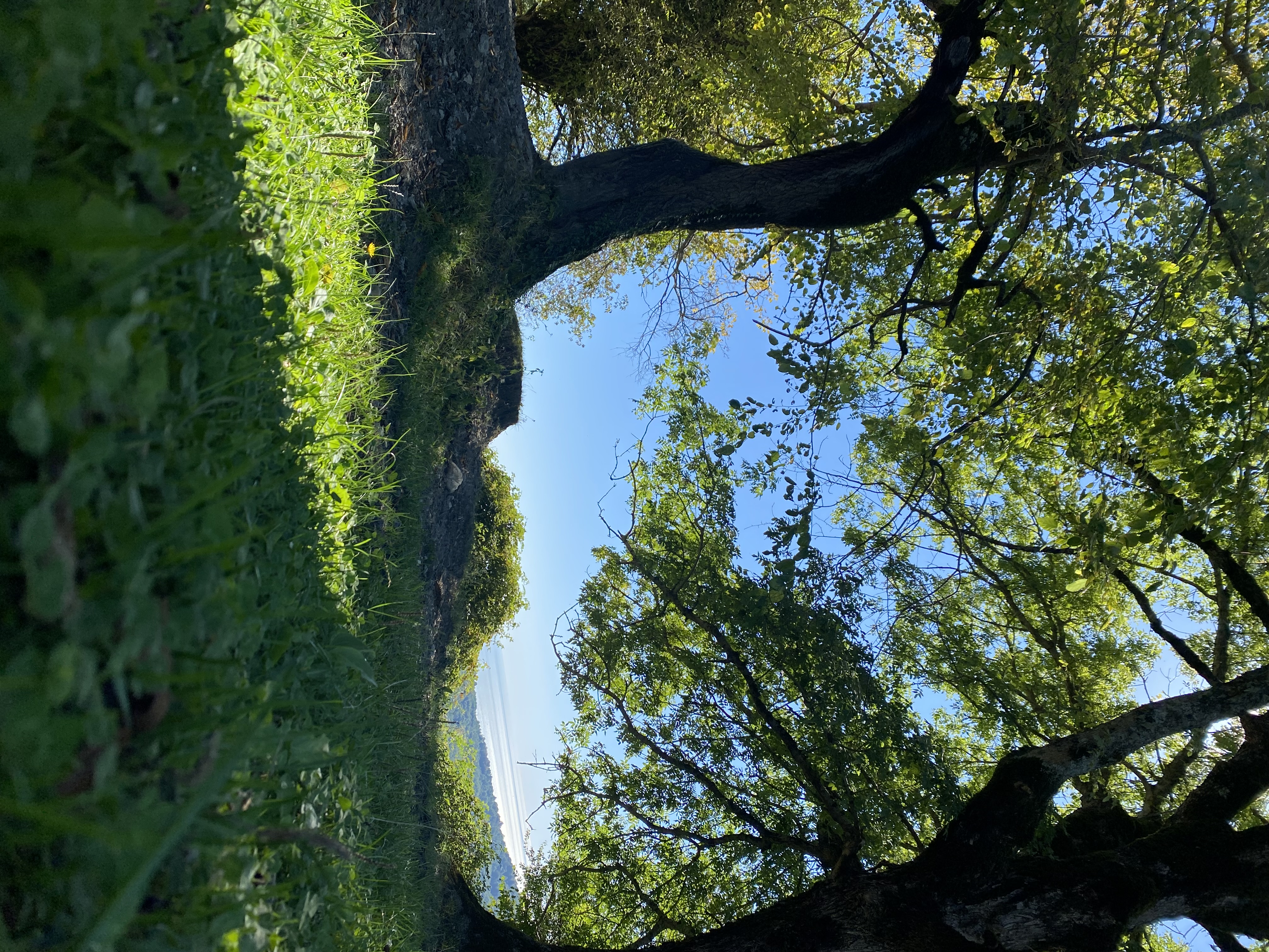 ЭКО-Глэмпинг БУНГАЛО, Гагра — фото 147