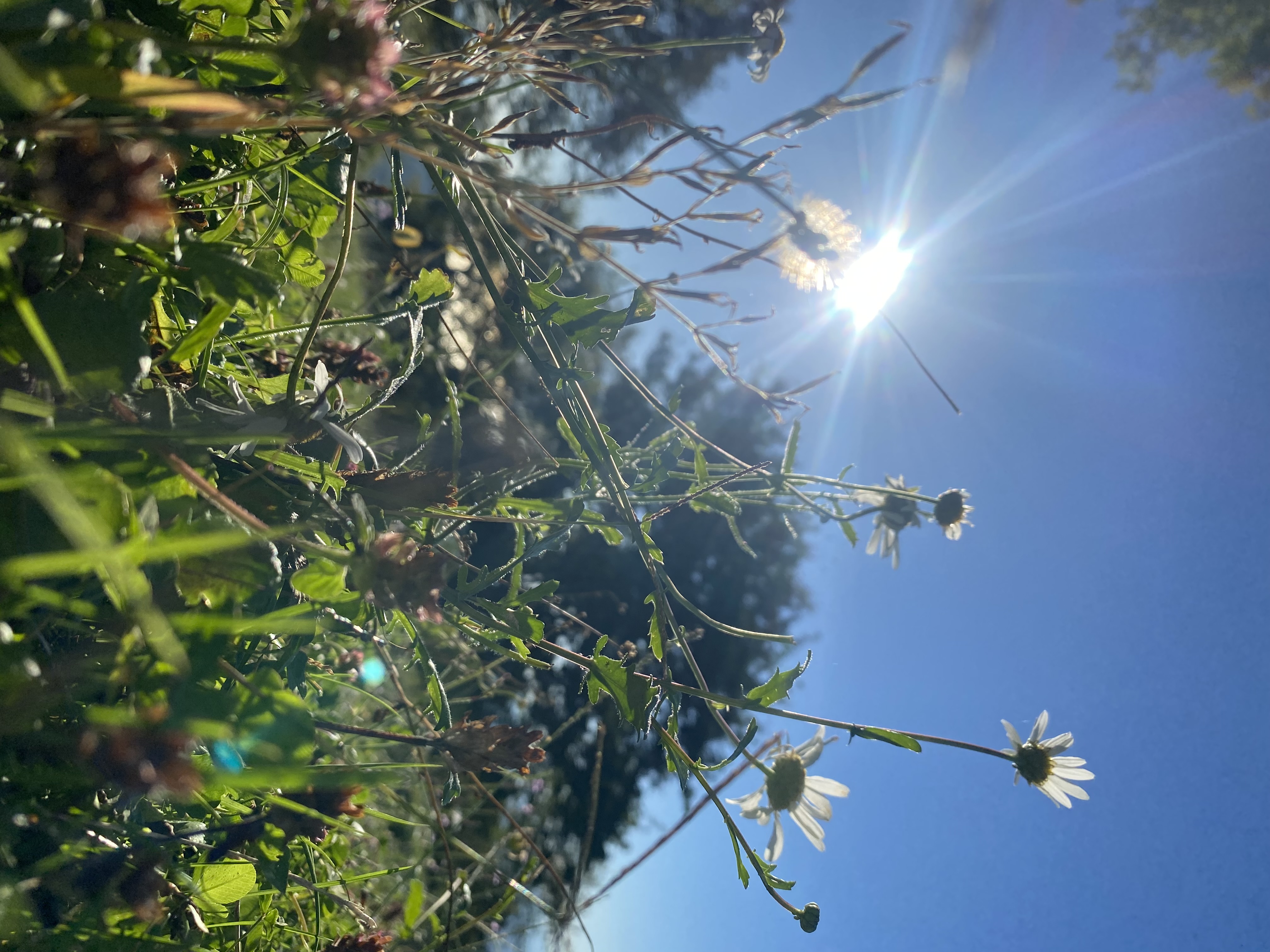 ЭКО-Глэмпинг БУНГАЛО, Гагра — фото 88