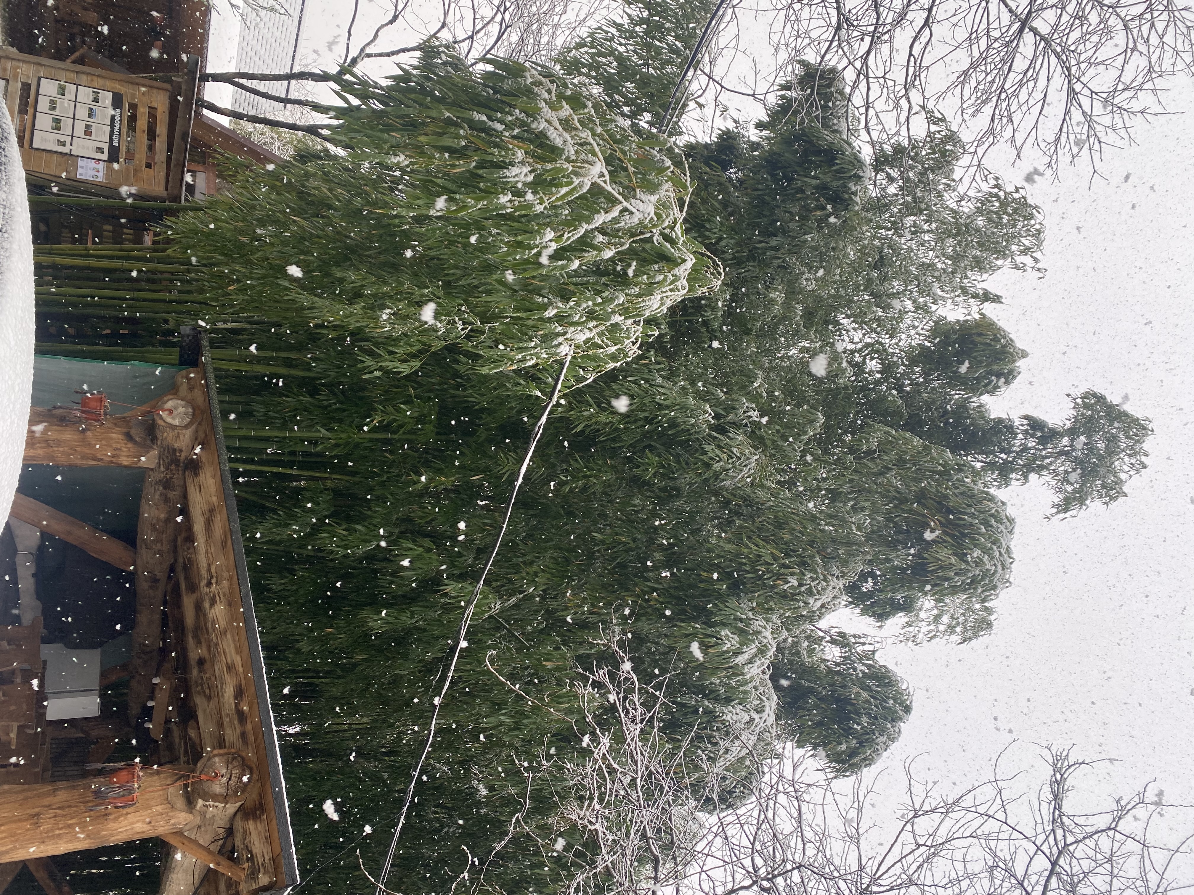 ЭКО-Глэмпинг БУНГАЛО, Гагра — фото 5