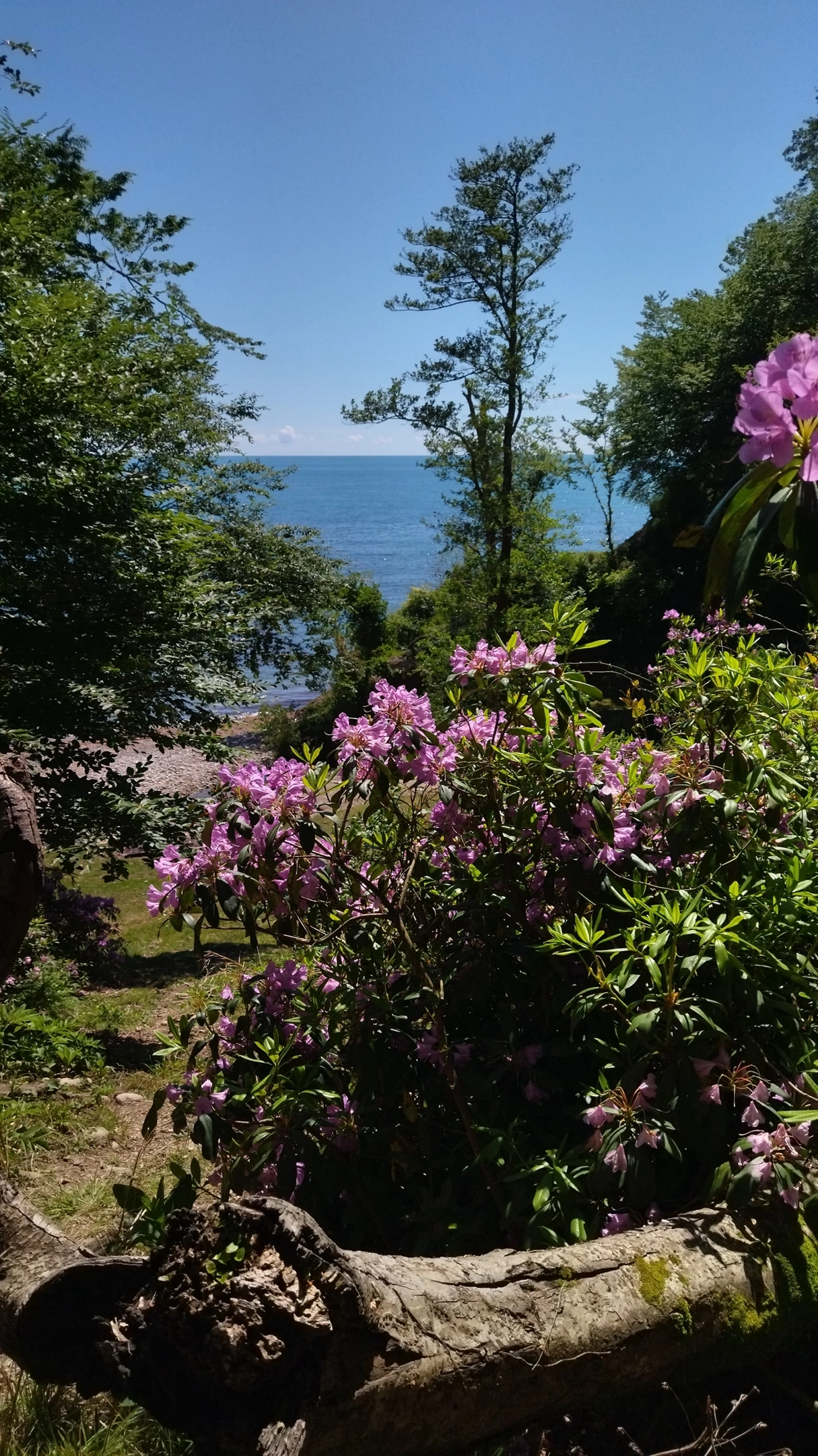 Шлыпра - кемпинг в Третьем ущелье, Пицунда — фото 4