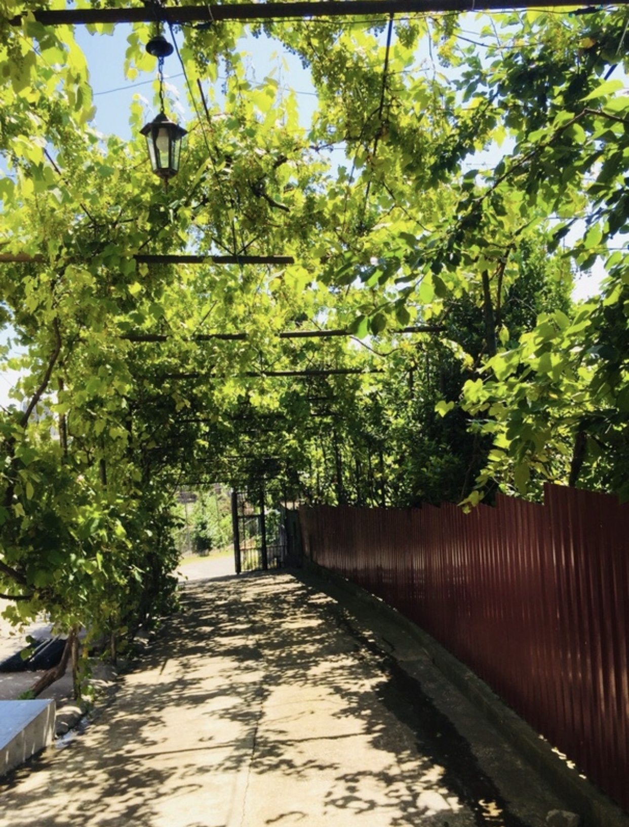 Мандариновый сад, Гагра — фото 2