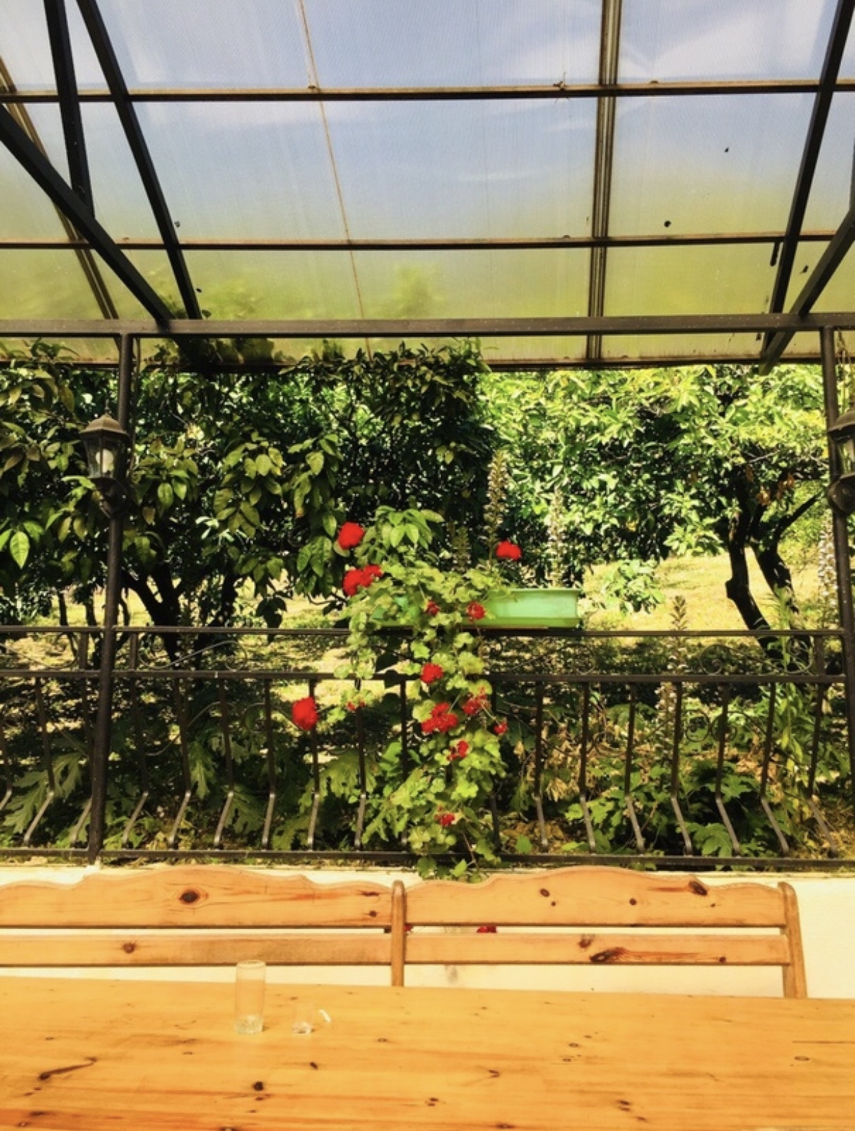 Мандариновый сад, Гагра — фото 4