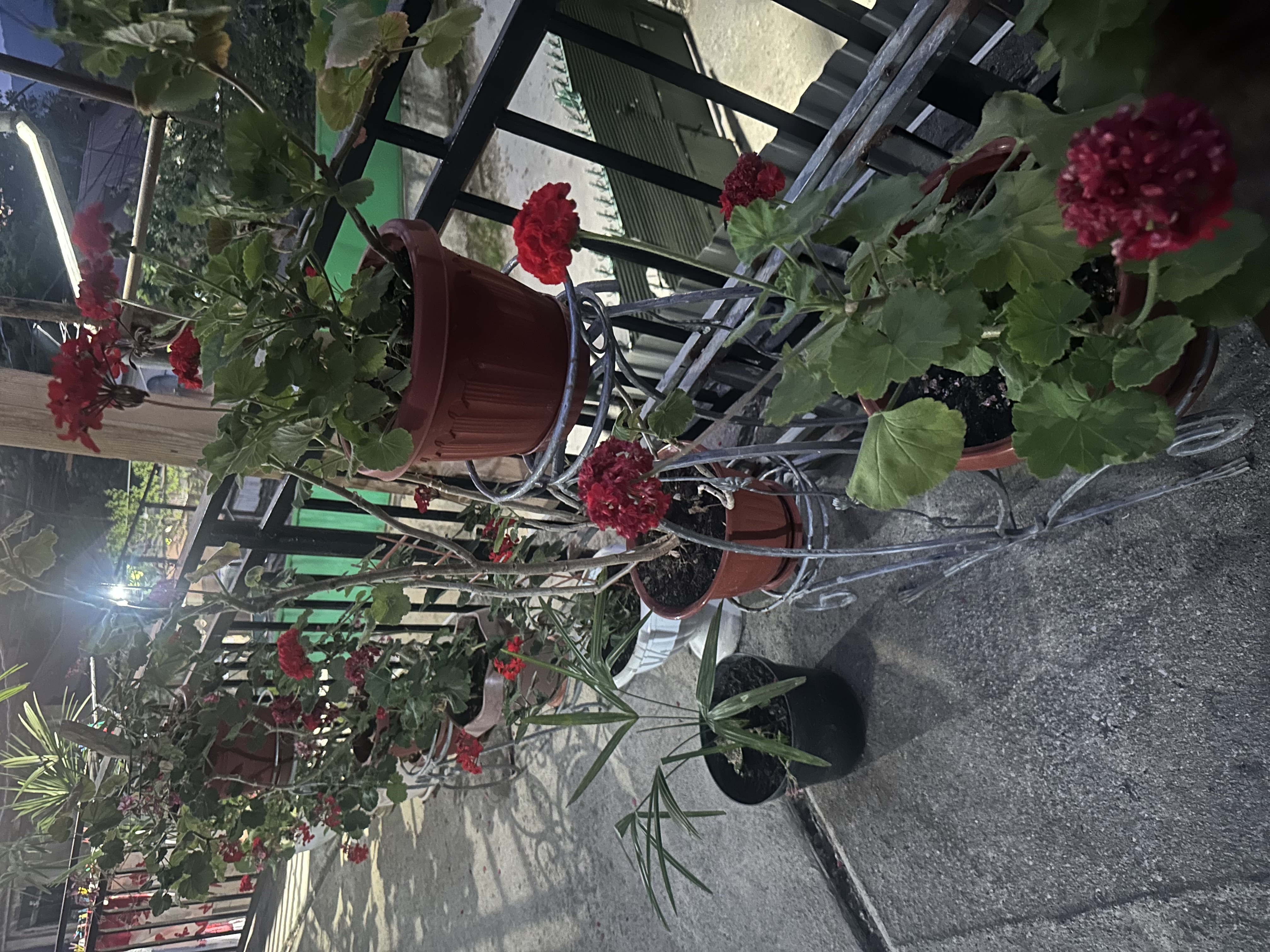 Отдых у Гаяны, Гагра — фото 10