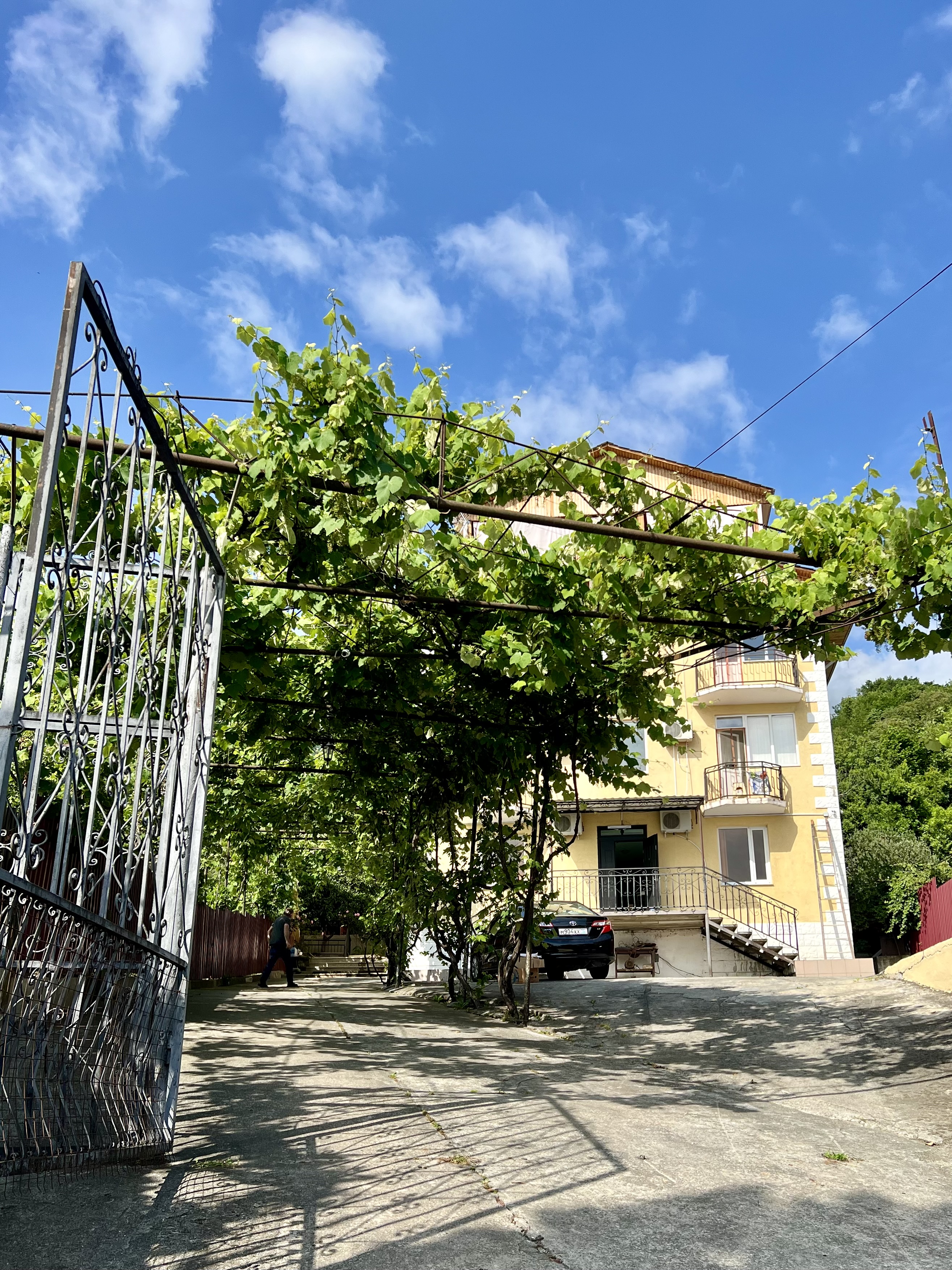 Мандариновый сад, Гагра — фото 10