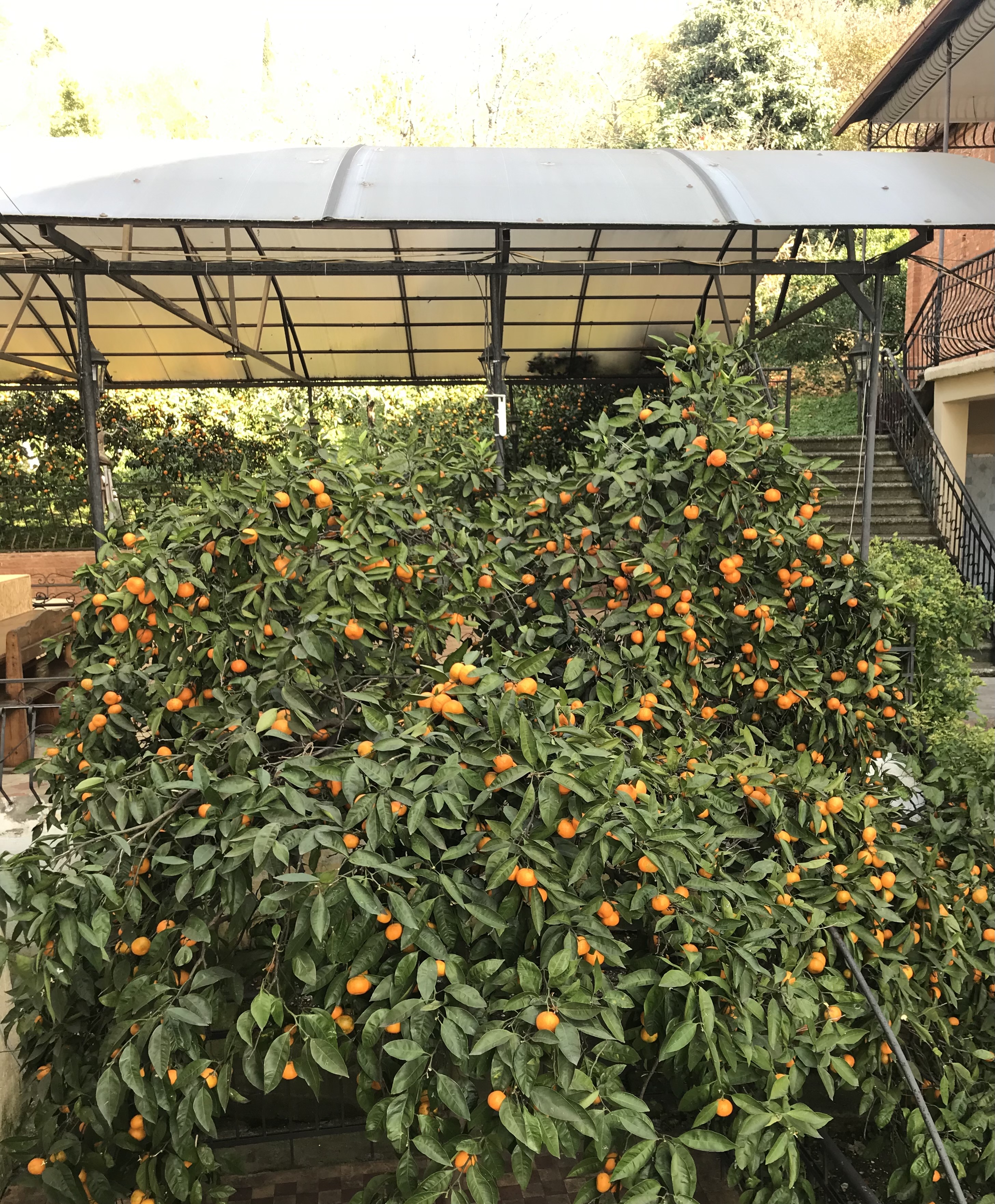 Мандариновый сад, Гагра — фото 7