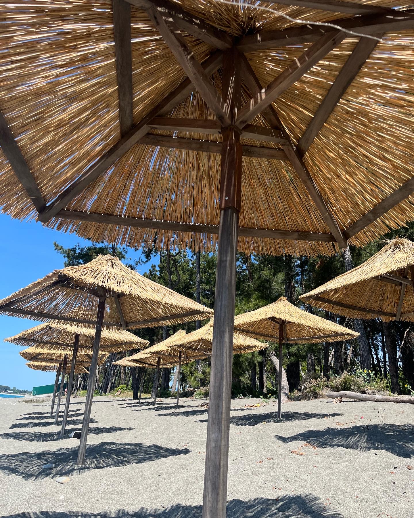 Лукоморье, Пицунда — фото 2