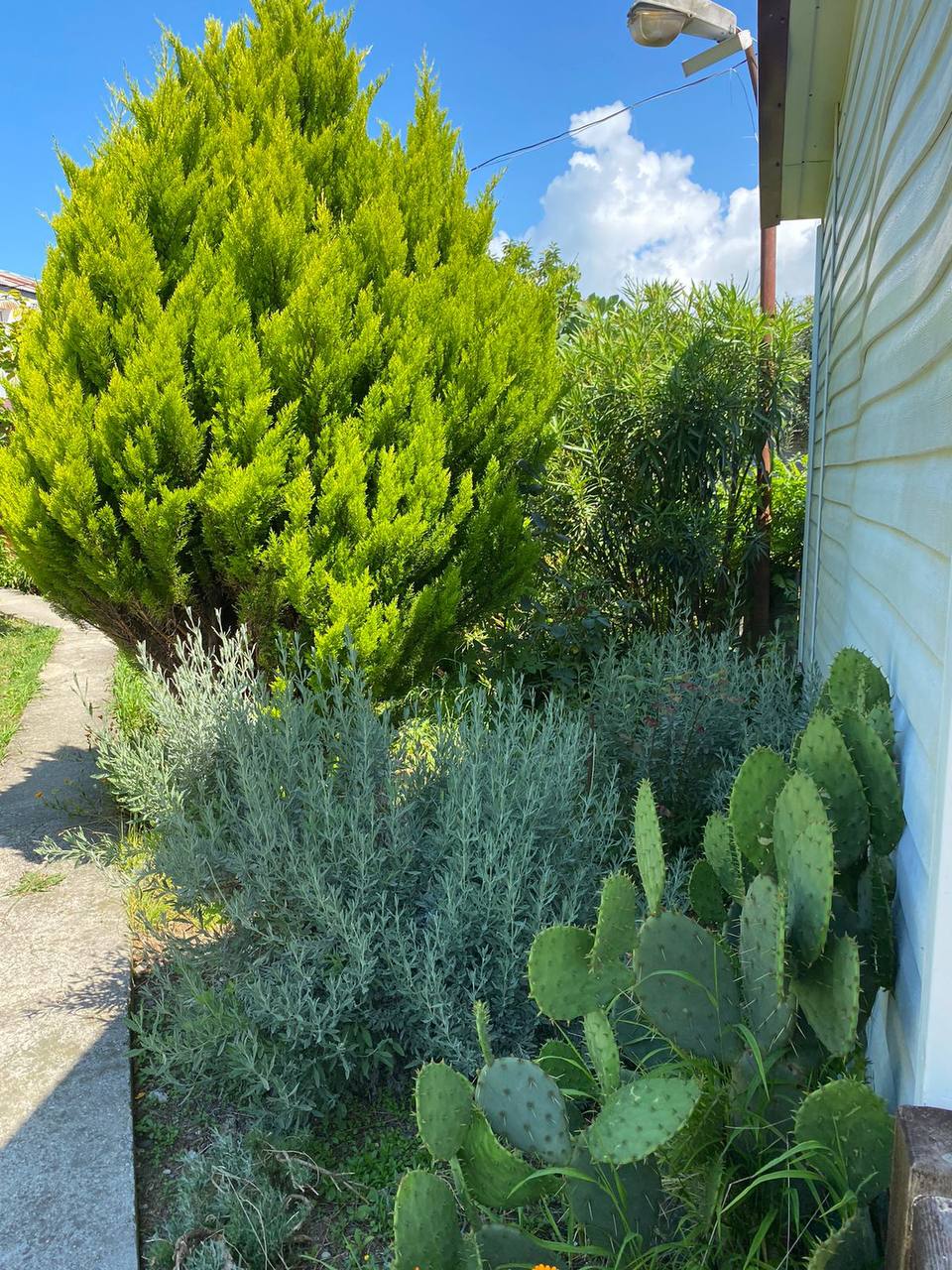 Гостевой дом Анита, Гагра — фото 4