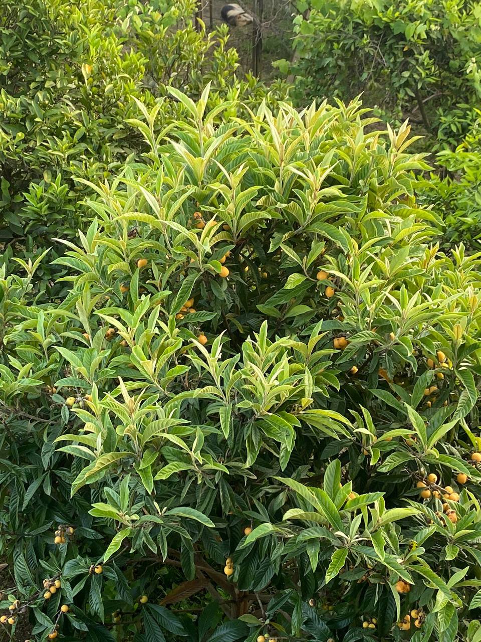 Гостевой дом Анита, Гагра — фото 11