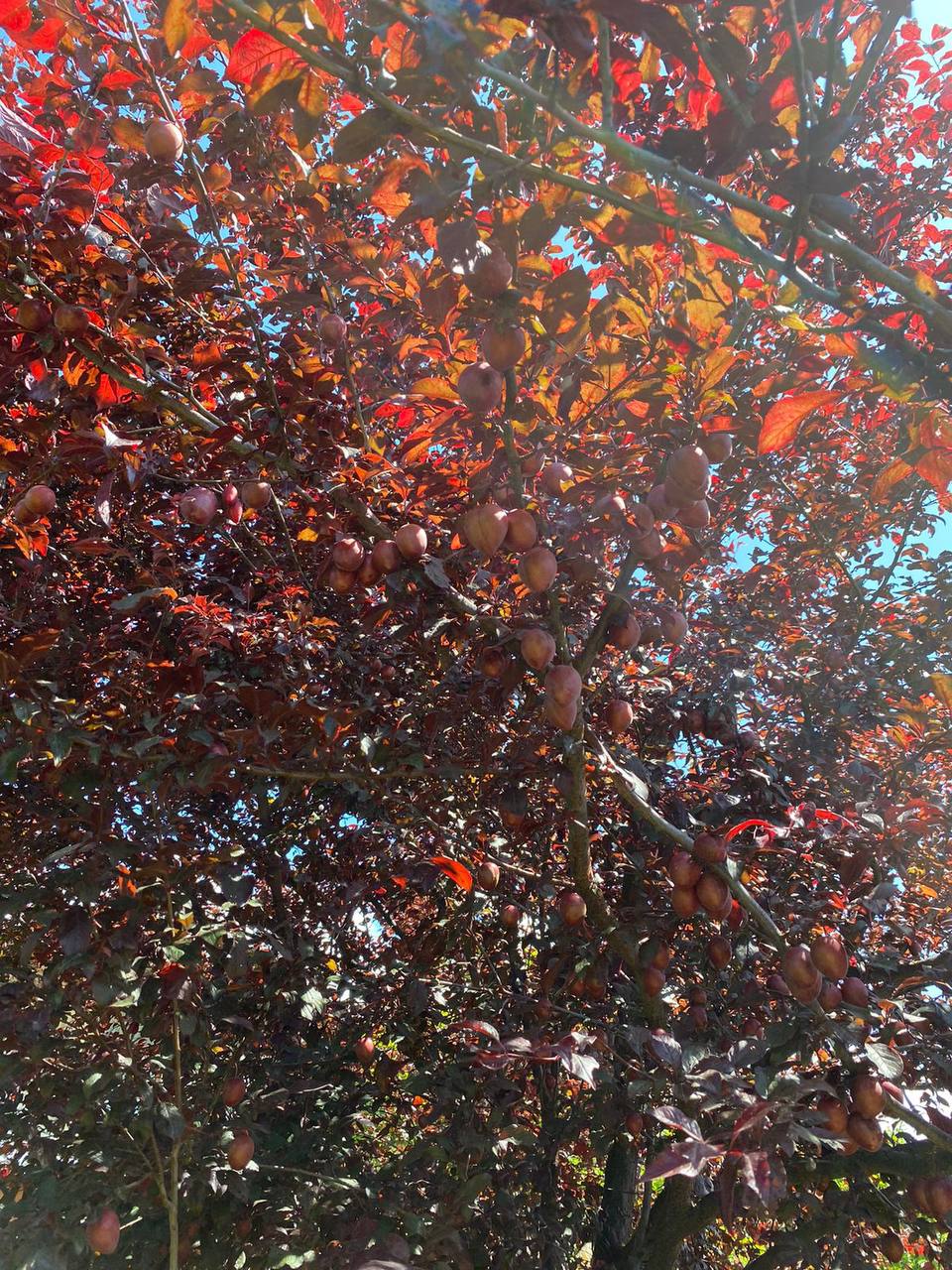 Гостевой дом Анита, Гагра — фото 5