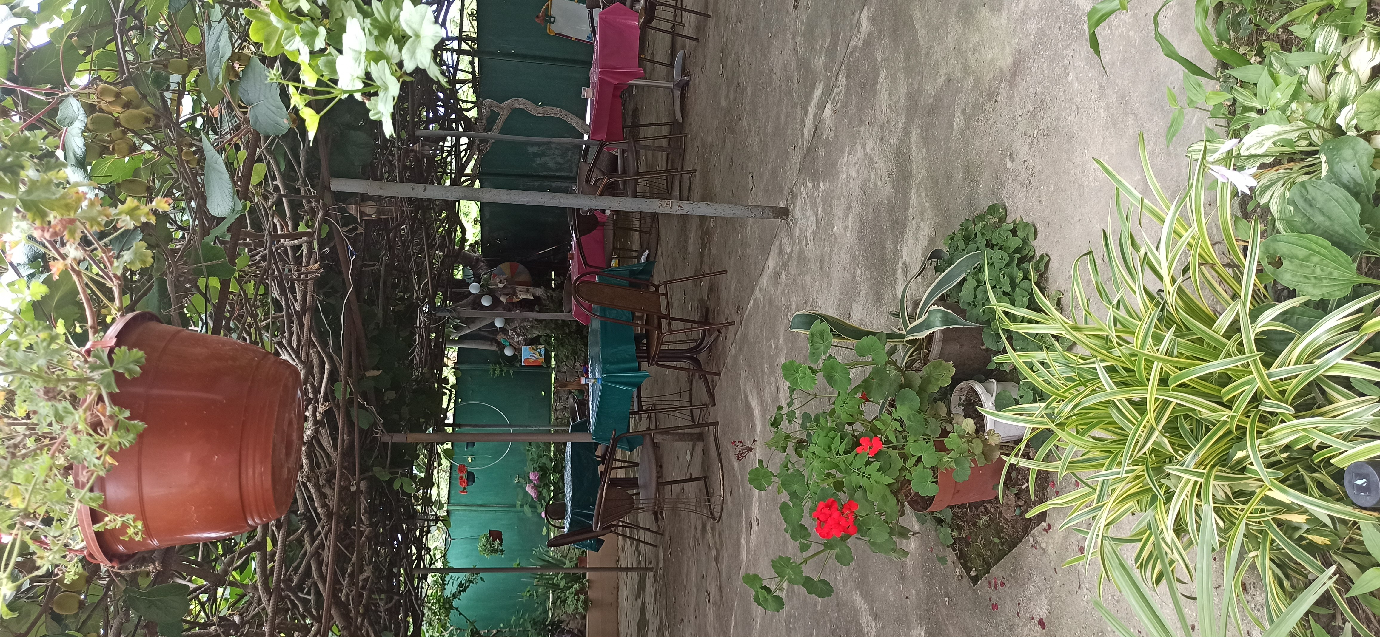 В тени  киви, Сухум — фото 1