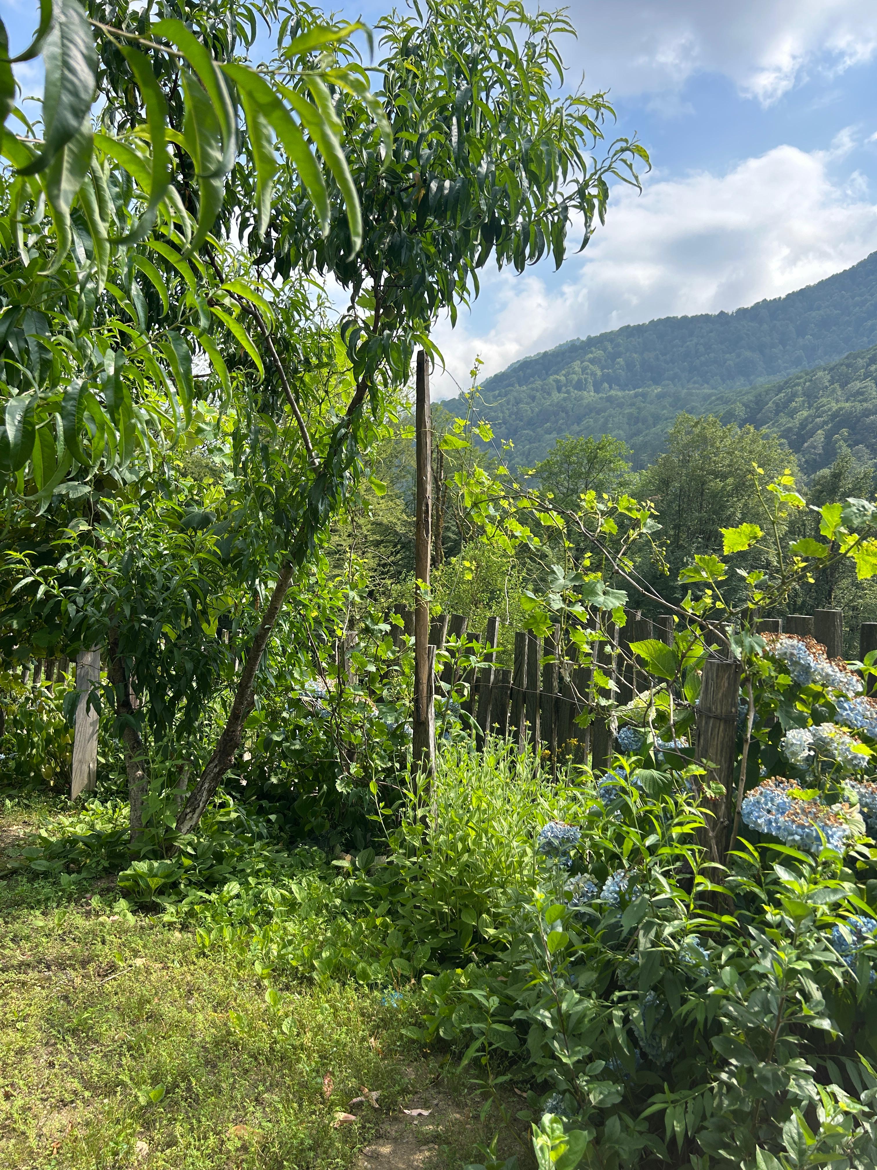 Папа Адзыбжара, Сухумский район — фото 4